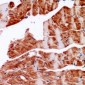 Anti-Alpha-actin Antibody
